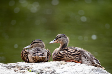 Fauna Birds Migratory Mallard Duck Pair Resting Pond Background