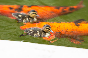 Ducklings in Coy Pond, Balboa Park 