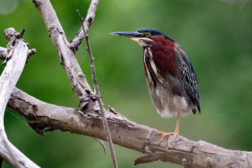 Green Heron Perched on a Branch in Malden Park at Windsor, Ontario Canada