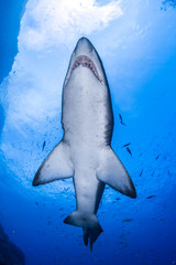 Grey Nurse Shark