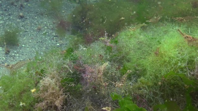 Palaemon adspersus, Grass shrimp lives and eats algae, Black Sea