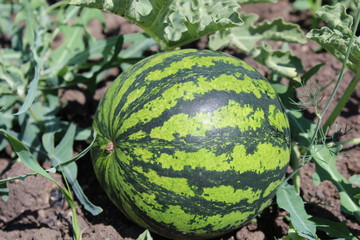 photo watermelon on the field in the summer
