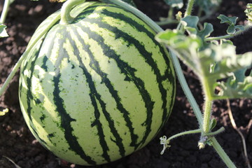 photo watermelon on the field in the summer