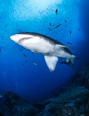 Fototapeta premium Grey Nurse Shark