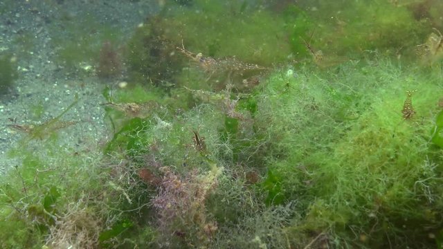 Palaemon adspersus, Grass shrimp lives and eats algae, Black Sea