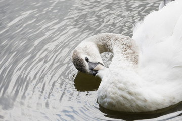 The white swan swims on a large lake. White Swan.