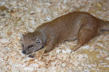 suricate dans son enclos au zoo