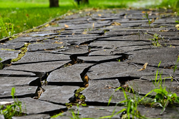 Stone path in the moss after the rain