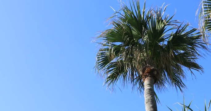 Plam tree at Ohama beach in Amami oshima Kagoshima