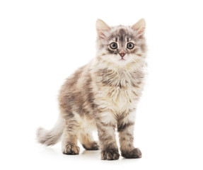 Obraz premium Little gray kitten .