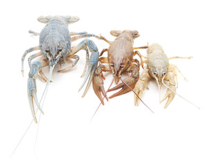 Three beautiful cancers.