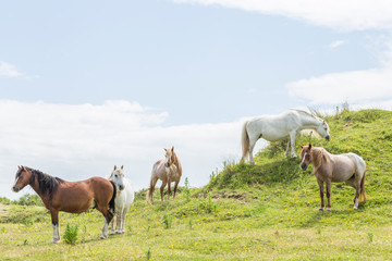 Naklejka na ściany i meble Wild Ponies of the Isle of Anglesey in Wales