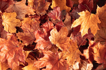 Naklejka na ściany i meble Autumn creative composition. Beautiful autumn leaves as background. Flat lay, top view, copy space