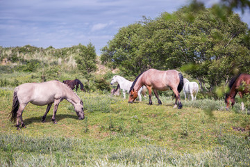 Naklejka na ściany i meble Wild Ponies of the Isle of Anglesey