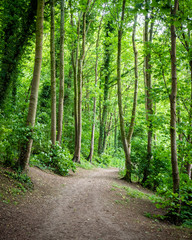 Spring woodland footpath. A tranquil spring view of a footpath leading into a dense wooded ancient forest in the South Downs, England.