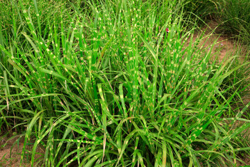 Zebra grass in the natural environment