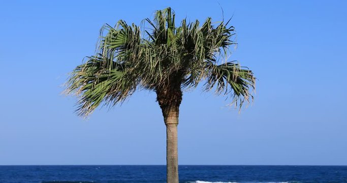 Plam tree at Ohama beach in Amami oshima Kagoshima