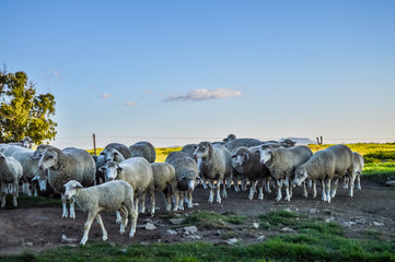 Fototapeta premium Herd of Marina sheep in a game farm pasture