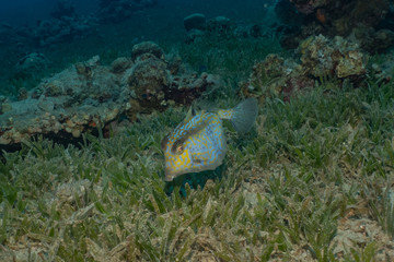 Fish swim in the Red Sea, colorful fish, Eilat Israel