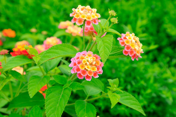 Verbena hybrida Voss