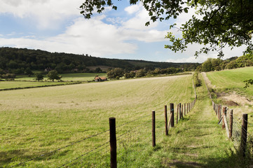 Green fields in British countryside