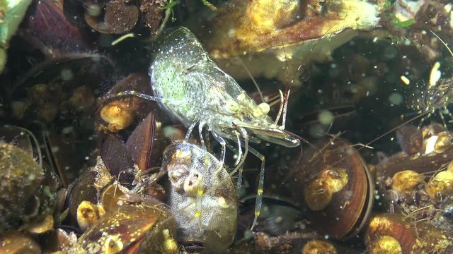 Shrimps on the seabed, (Palaemon adspersus) commonly called Baltic prawn, Black sea