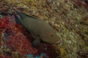 Fish swim in the Red Sea, colorful fish, Eilat Israel