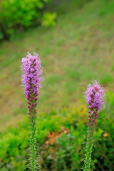 Obraz premium Delphinium elatum in the botanical garden