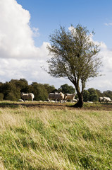 Farm with sheep grazing in british countryside