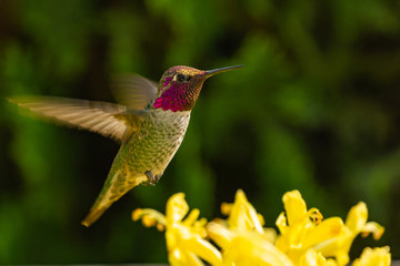 Ruby throated Hummingbird in flight with Yellow flower