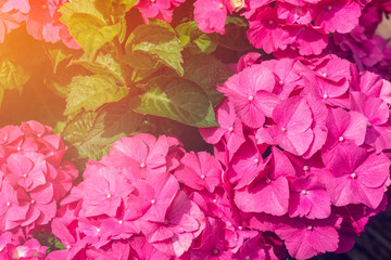 Beautiful Hydrangea Flowers in the Garden
