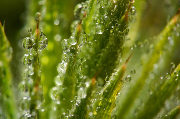 A selective-focus macro image of small moisture droplets clinging to spiky green leaves; the natural greens and yellows highlighted by the morning side-lighting.