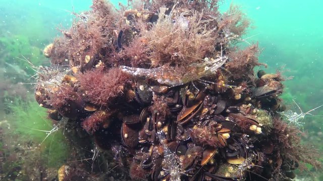 Shrimp hiding among mussels. Shrimp Baltic prawn (Palaemon adspersus). Black Sea
