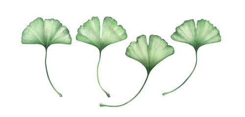 Ginko leaves isolated on white. Watercolor hand drawn illustration.