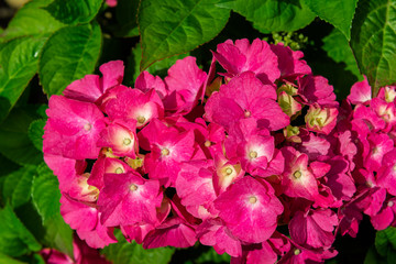 Beautiful Hydrangea Flowers in the Garden