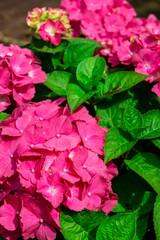 Beautiful Hydrangea Flowers in the Garden
