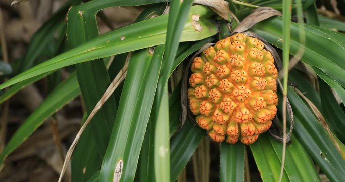 Tropical fruits at Ohama beach in Amami oshima Kagoshima