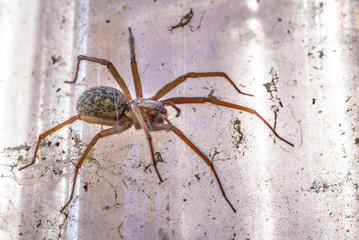 spider on a web