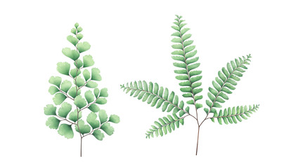 Maidenhair fern set isolated on white. Watercolor hand drawn illustration. © Oleksandra