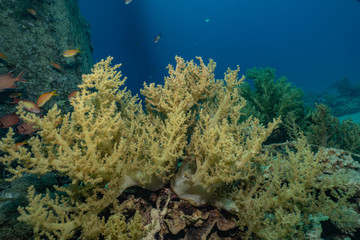Coral reefs and water plants in the Red Sea, Eilat Israel