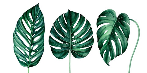 Set of tropical monstera leaves isolated on white. Watercolor illustration. © Oleksandra