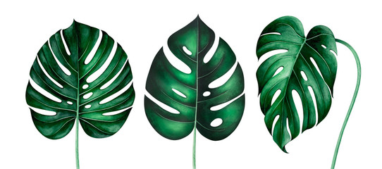 Set of tropical monstera leaves isolated on white. Watercolor illustration. © Oleksandra