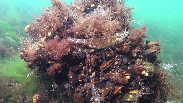 Shrimps on the seabed, (Palaemon adspersus) commonly called Baltic prawn, Black sea
