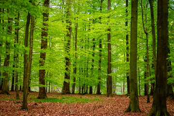 trees in the forest