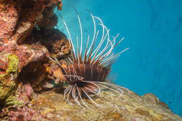 Lion fish in the Red Sea colorful fish, Eilat Israel