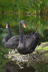 Black swans pair