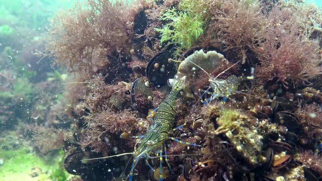 Nutrition of Prawn (Palaemon elegans). Black Sea.