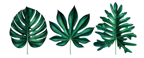 Set of exotic tropical leaves isolated on white. Watercolor illustration. © Oleksandra