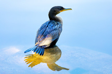 Cormorant