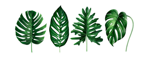 Set of exotic tropical leaves isolated on white. Watercolor illustration. © Oleksandra